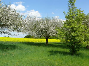 Blühende Obstbäume und blühendes Rapsfeld